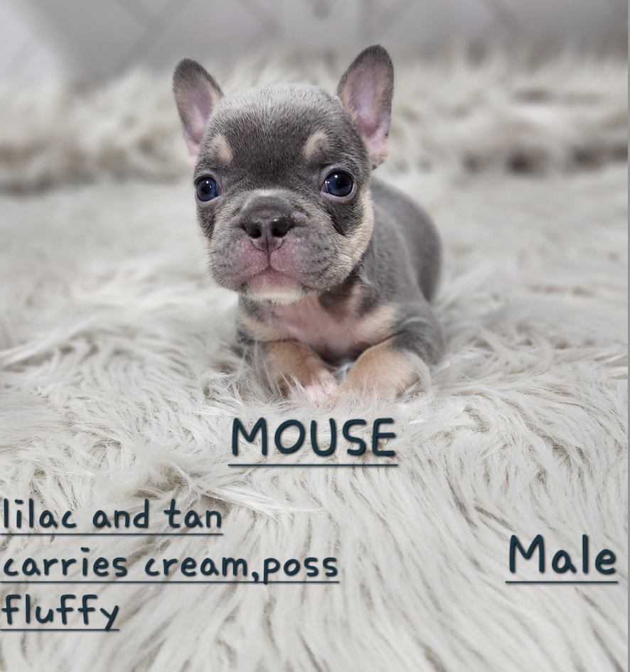 Mouse