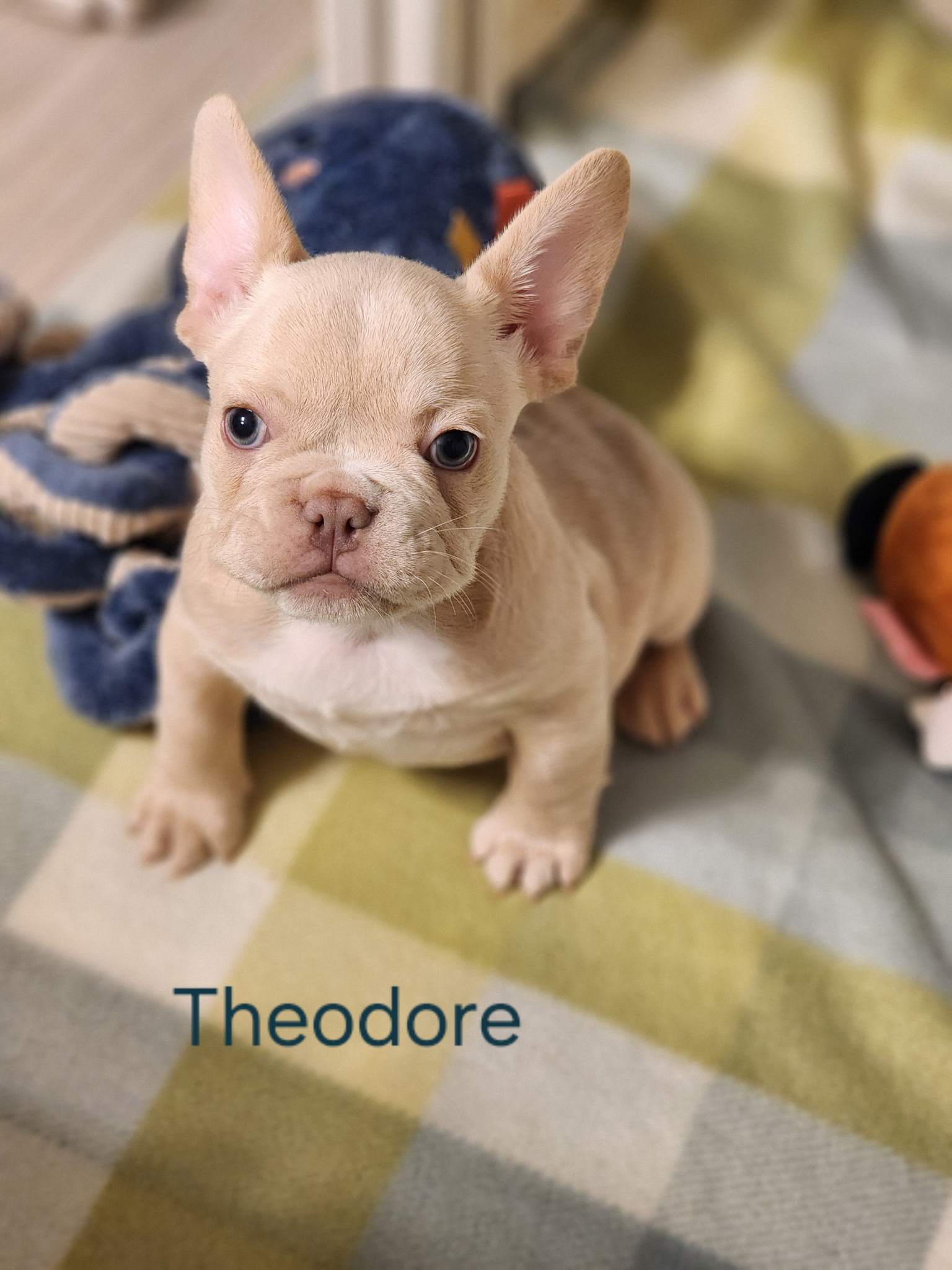 Theodore