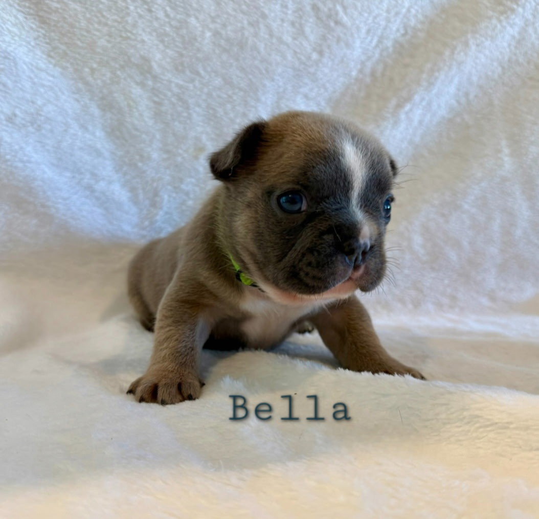 Bella
