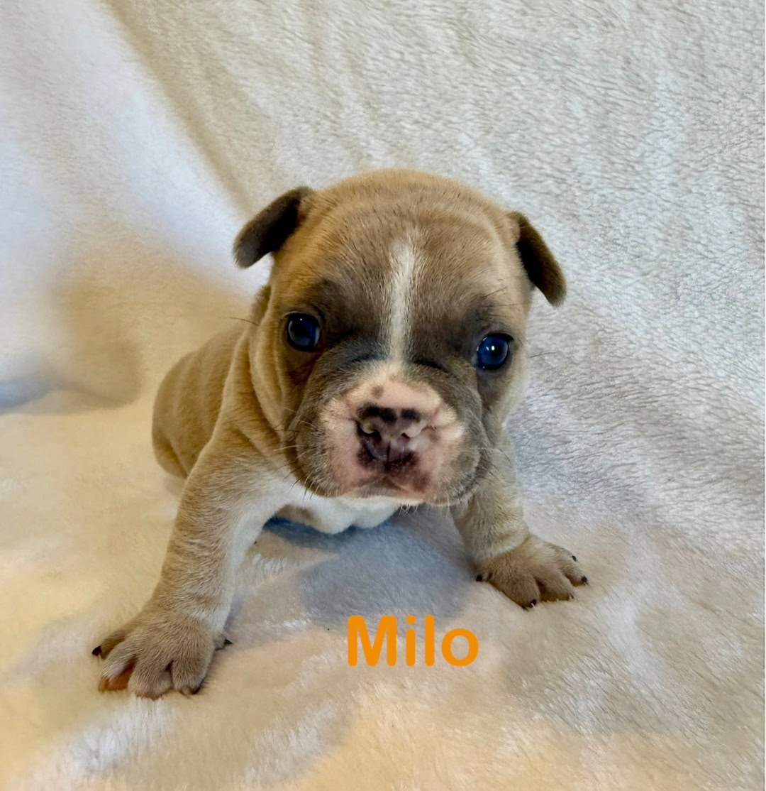 Milo